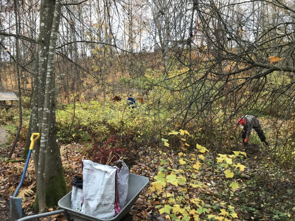 Norrlinin puiston syystalkoissa 2024 istutettiin uusi omenapuu.