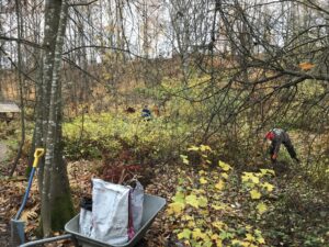 Norrlinin puiston syystalkoissa 2024 istutettiin uusi omenapuu.